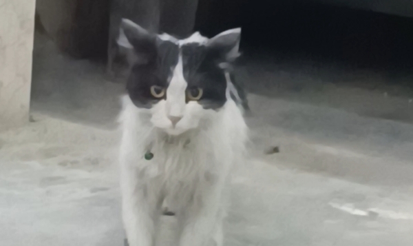 گربه ماده تاکسیدو DLH - 