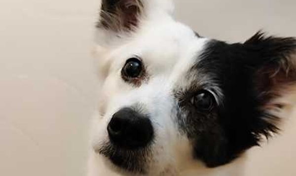 سگ گمشده اشپیتز سیاه و سفید -