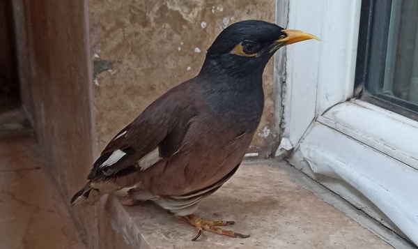 مرغ مینا -