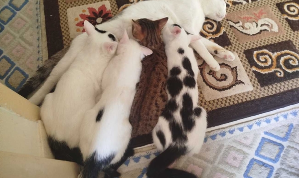 واگذاری گربه - 