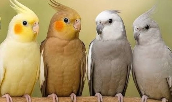 عروس هاندی پیدا شده -