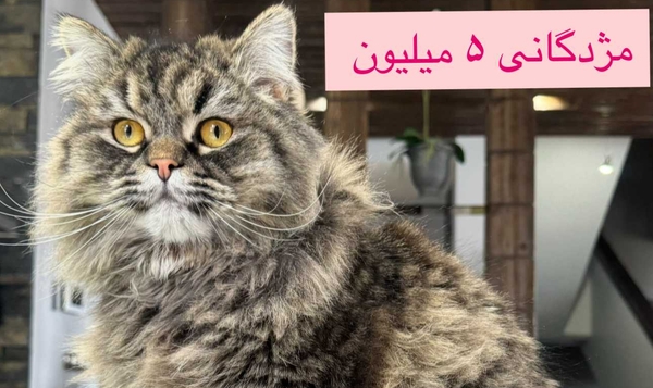 گمشده - 