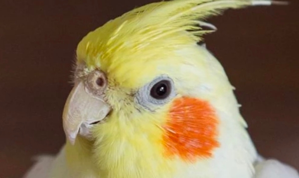 عروس هلندی - 