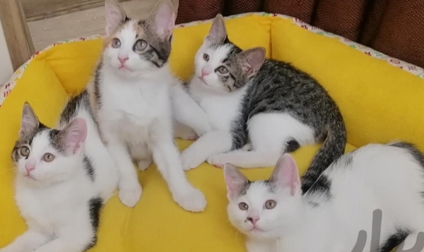 واگذاری 4 بچه گربه 3 ماهه  - 