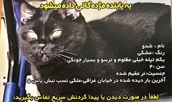 گربه مشکی با چشم‌های نارنجی - 
