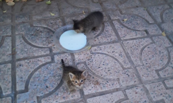 4 بچه گربه نوپای بی مادر - 