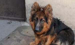 سگ ژرمن شپرد گمشده - 