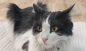 گربه ماده تاکسیدو DLH - 