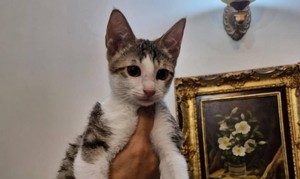 واگذاری بچه گربه ۴ماهه  - 