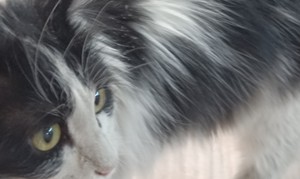 گربه ماده تاکسیدو DLH - 