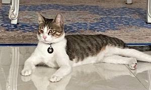 گربه گمشده - 