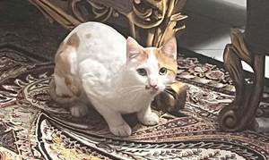 واگذاری گربه DSH - 