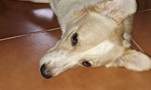 سگ نر گمشده - 