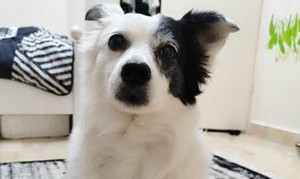 سگ گمشده اشپیتز سیاه و سفید - 