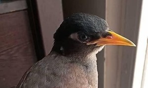 مرغ مینا گمشده - 