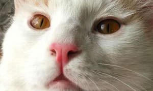 گربه گمشده - 
