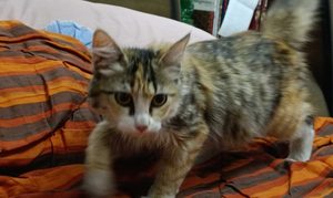 واگذاری گربه - 