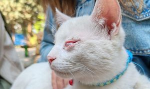 واگذاری گربه نابینا - 