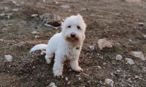 سگ بیست روزه گم شده - 