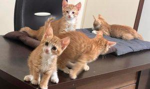 واگذاری ۲عدد بچه گربه dsh  - 