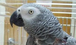 کاسکو گم شده - ابن بابویه