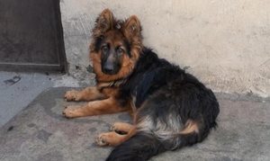 سگ ژرمن شپرد گمشده - 