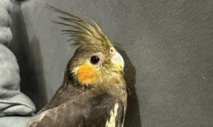 عروس هلندی گمشده - 