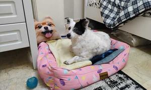 سگ گمشده اشپیتز سیاه و سفید - 