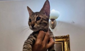 واگذاری بچه گربه ۴ماهه  - 