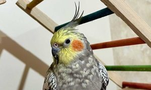 عروس هلندی گمشده  - مجیدیه