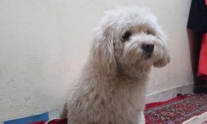 سگ گم شده - 