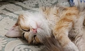واگذاری گربه - 