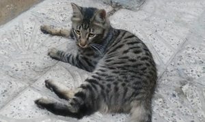 گربه پشمالو گمشده - 