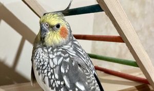 عروس هلندی گمشده  - 