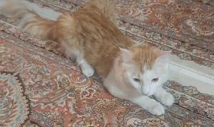 گربه گمشده - 