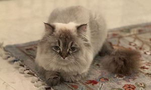 گربه گم‌شده - احمد زمانی