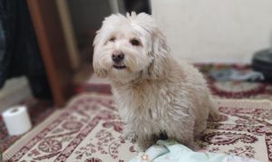 سگ گم شده - 