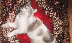 گربه بریتیش سفید - 