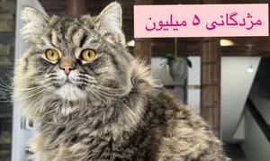 گمشده - 