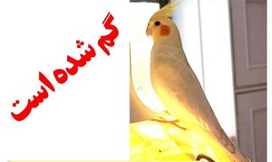 عروس هلندی گمشده - خیابان جهاد  صارمیه خیابان شاداب