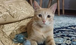 واگذاری رایگان گربه DSH - 