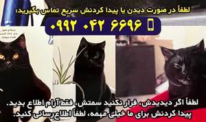 گربه مشکی با چشم‌های نارنجی - 