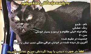 گربه مشکی با چشم‌های نارنجی - 