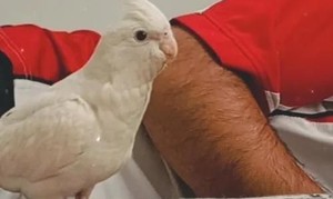 عروس هلندی گمشده - 